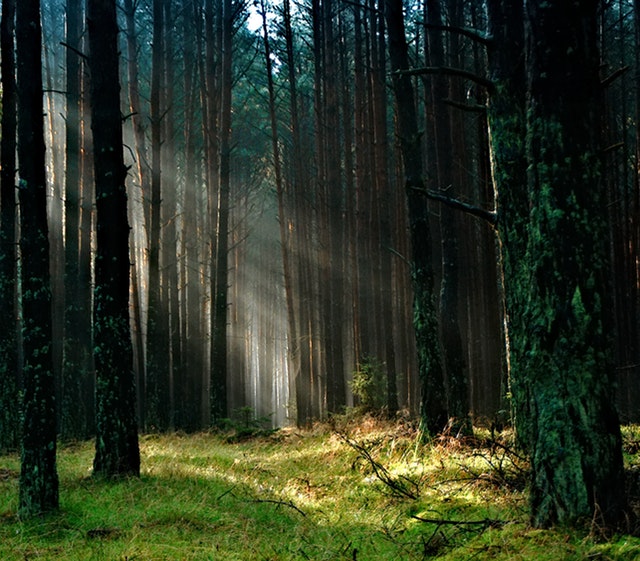 Solstrålar mellan träd i skog